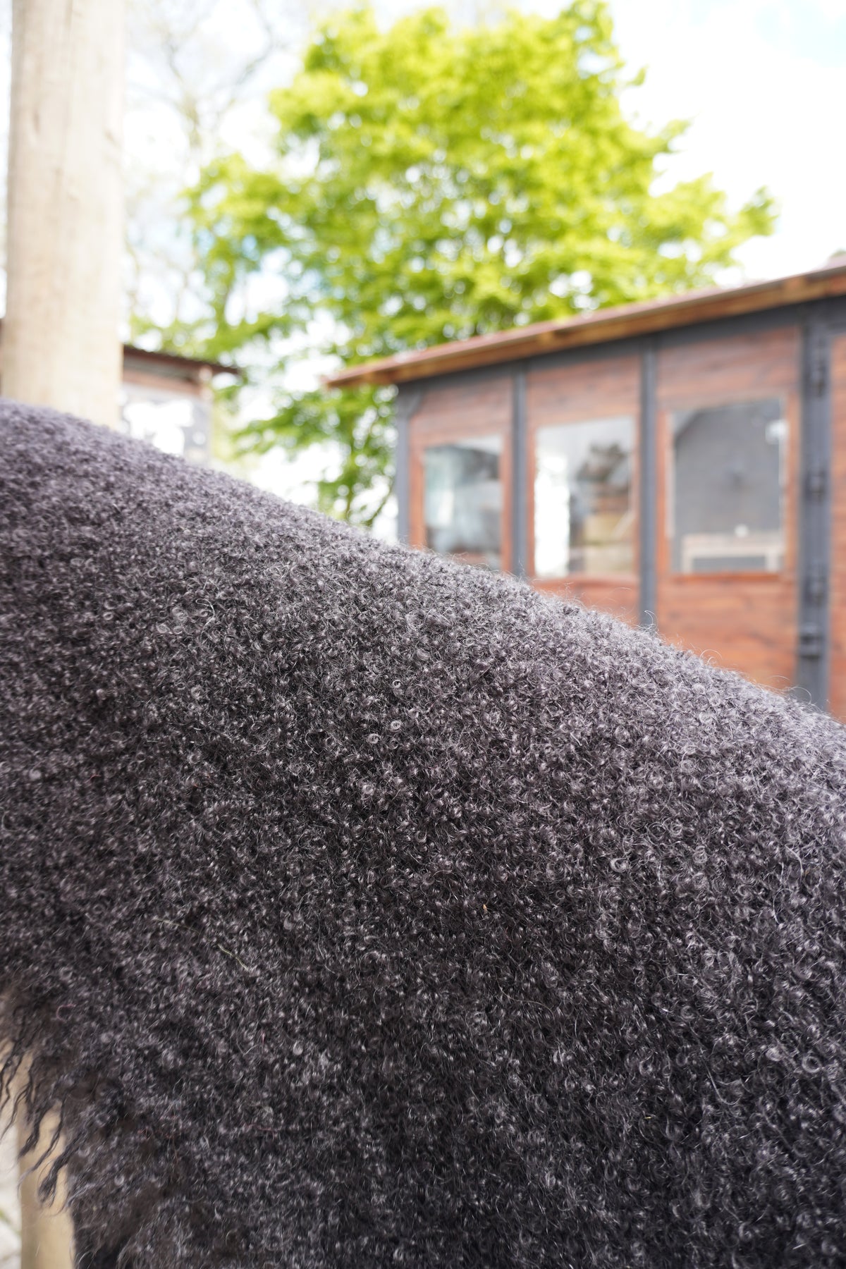 Protea Boucle Mohair Throw in Black